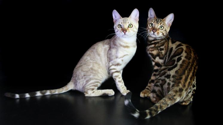 Due esemplari di gatti Bengala