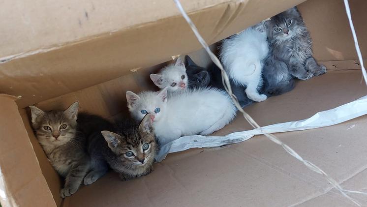 I gattini abbandonati sono stati tutti adottati in poche ore