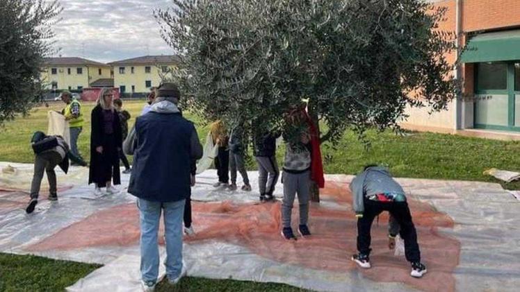 La raccolta delle olive nei giardini della scuola ha prodotto un olio dato in dono agli stessi alunni