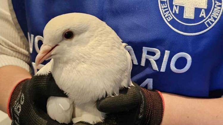 Il recupero La colomba che è stata salvata dai volontari di Enpa Brescia