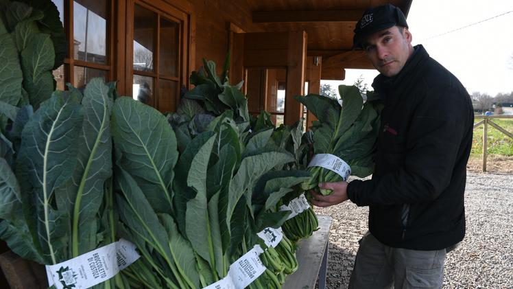 Filippo Bresaola presidente dei produttori mostra il tipico broccoletto di Custoza FOTO PECORA