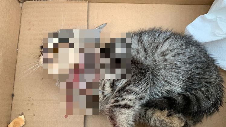 Il gattino ritrovato ferito a Lonato
