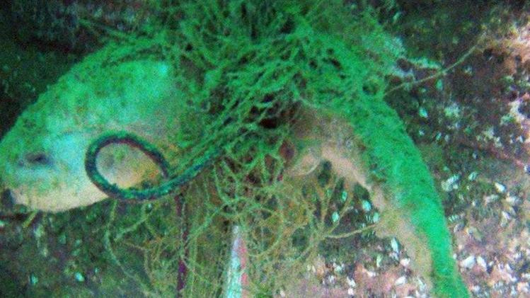 Le reti fantasma sono pericolose per i pesci ma anche per chi si immerge