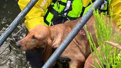 Il cane salvato dai vigili del fuoco di Brescia
