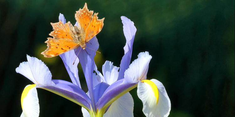 La Polygonia egea sull’Iris (foto Scandolara)
