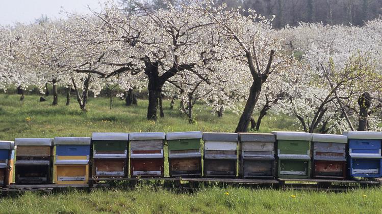 Alveari e alberi in fiore: il Veronese conferma la vocazione all’apicoltura 