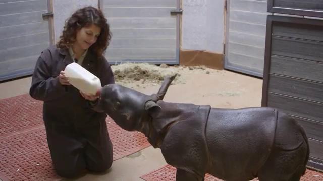 Usa, biberon gigante ed esercizi: il risveglio del baby rinoceronte