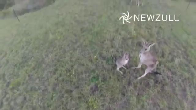 Australia, il canguro mette ko il drone