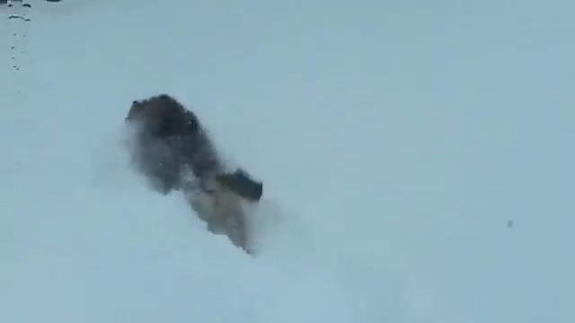 Cuneo, il lupo sulla pista di sci: fuga dal gatto delle nevi