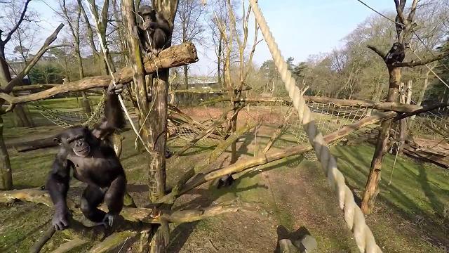 Olanda, niente riprese grazie: lo scimpanzé abbatte il drone