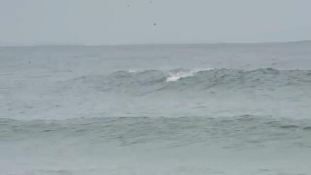 Australia, show in mare: surfisti e delfini insieme sulla cresta dell'onda