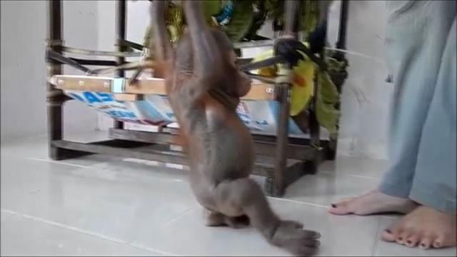 Budi,  l'oranghino maltrattato:i primi passi dopo l'incubo
