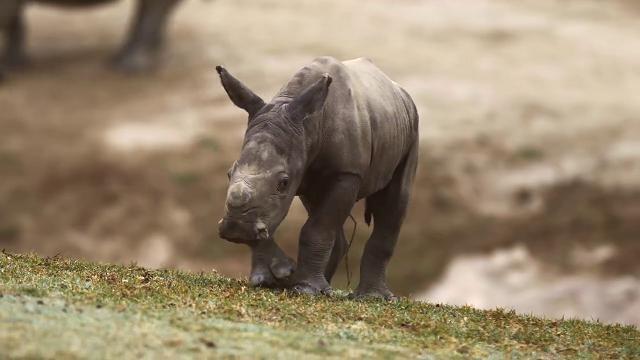 San Diego, giochi e tenerezze: il debutto del baby rinoceronte