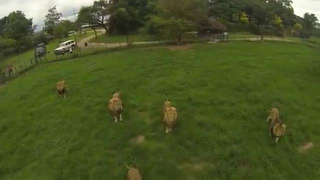 Drone precipita tra i leoni: la GoPro tra le fauci del "re"