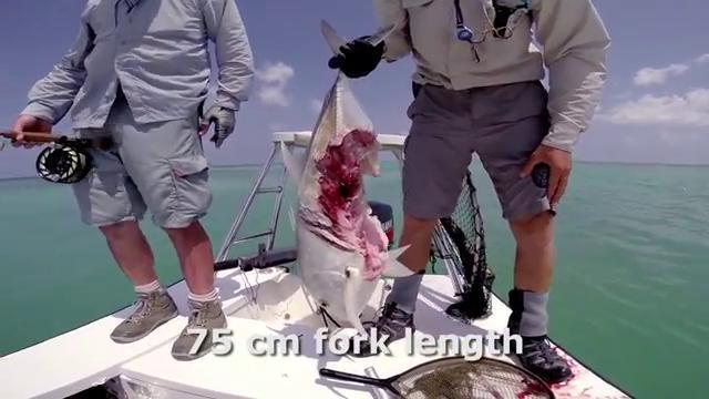 Seychelles: Il pesce abbocca all'amo, ma il barracuda lo sbrana
