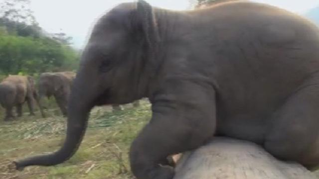 L'elefantino non molla: sul tronco a tutti i costi