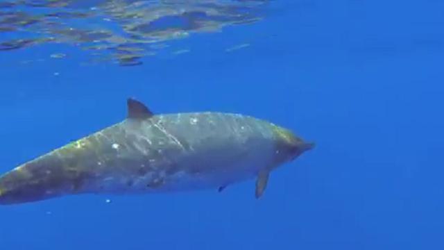 Hawaii, dagli abissi al web: ecco la balena mai vista