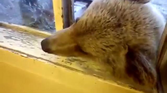 Russia, l'orso è goloso di biscotti: ringrazia dopo lo spuntino
