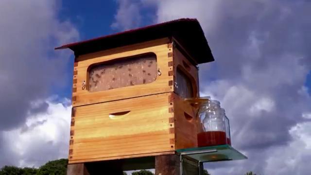 Dall'alveare al barattolo: l'invenzione che entusiasma gli apicoltori