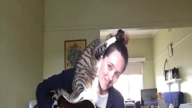 Serenate per gatti: suonare è impossibile