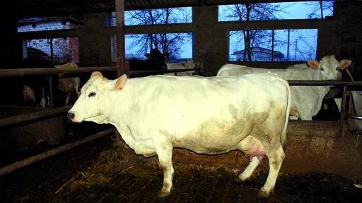 
 Una splendida vacca Bianca Valpadana dell'allevamento Cornetti