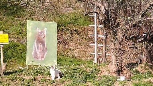 La colonia di Montisola: attorno alla casetta alcuni dei 44 gatti che sono diventati una vera attrazione