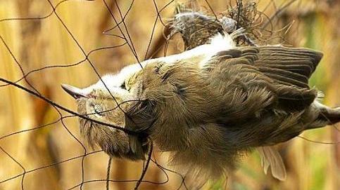 Maxi trappola per uccelli: quattro bracconieri nei guai a Bagnolo Mella
