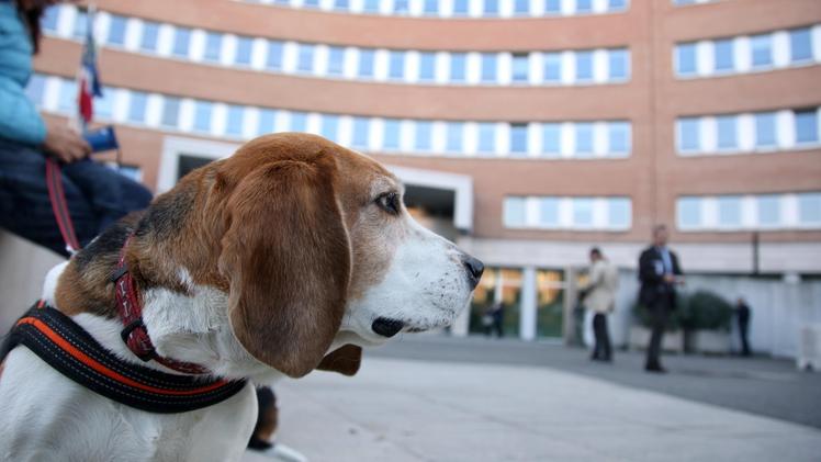 Il presidio pacifico  degli animalisti davanti al Palazzo di giustizia Uno dei beagle «salvato» dalla vivisezione FOTOLIVE / Fabrizio Cattina