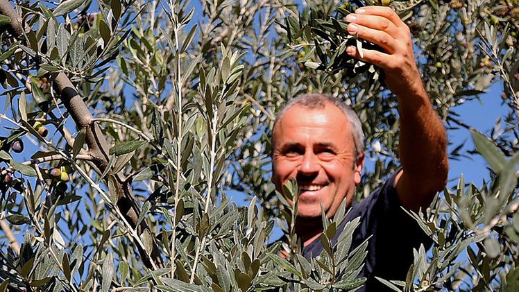 Valerio Giacomini mentre raccoglie le olive per il suo pregiato olio 