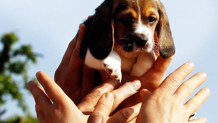 Uno dei beagle «liberati»