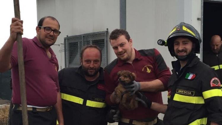 La squadra dei Vigili  del fuoco che ha salvato il cucciolo a Manerbio 