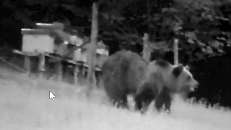 L’orso sorpreso a scorazzare in un apiario di Tignale  dalle fototrappole della Polizia provinciale