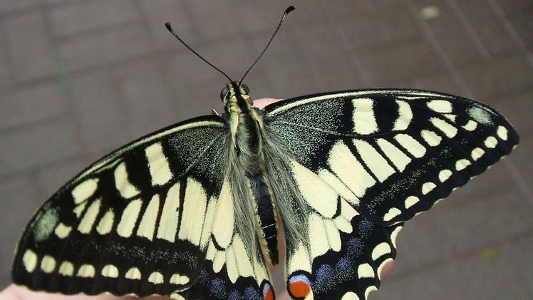 Questo campione di bellezza si chiama Papilio machaonL’orto (anche) per le farfalle curato da Sara Gerevini 