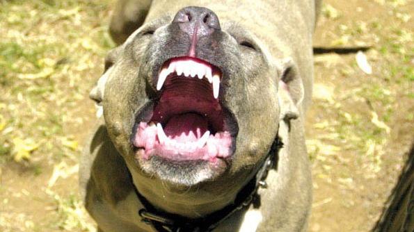 Il pitbull è una delle razze canine «a rischio» aggressione