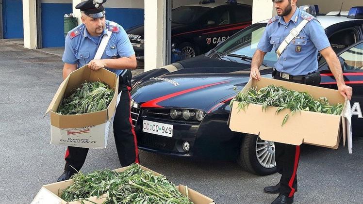I carabinieri hanno sequestrato quindici chili e mezzo di marijuana