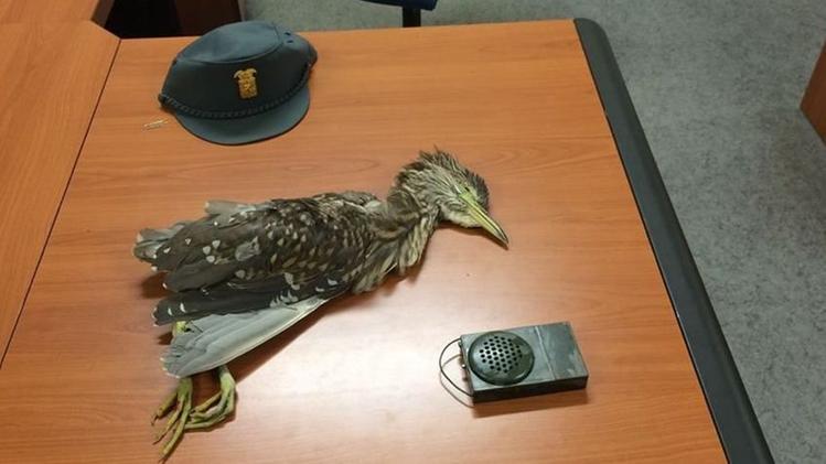 Il falco pellegrino ferito da una fucilata  recuperato a Rezzato La giovane nitticora abbattuta a Carpenedolo e il fonofil confiscato