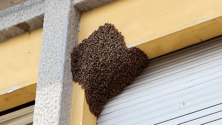 Complice il supplemento di estate le vespe   sono in fibrillazione
