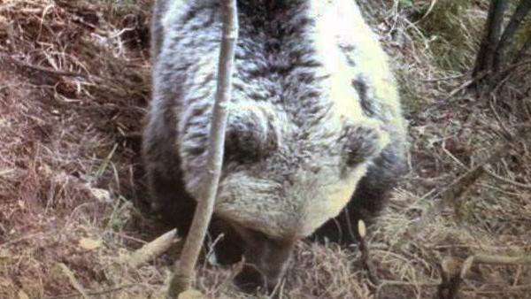 L’orso immortalato da una fototrappola nei boschi di Tremosine: si moltiplicano gli avvistamenti