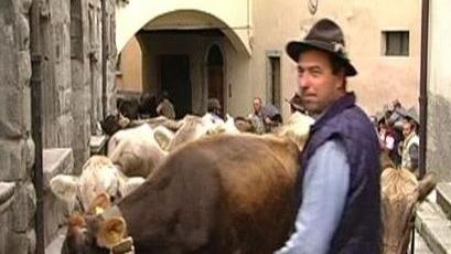 Pastori e mucche per le vie del centro storico di Edolo