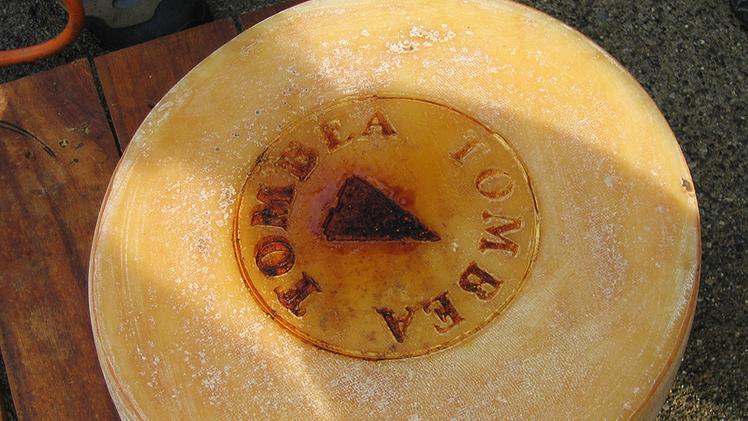 Le pezzate rosse in marcia nella zona di produzione del Tombea, il raro e squisito formaggio di MagasaUna forma di formaggio Tombea marchiata con il «logo» ufficiale