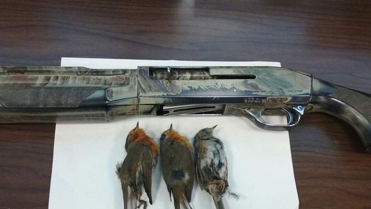 Una prodina con una peppola imprigionataFucile e uccelli protetti sequestrati dalla polizia provinciale 
