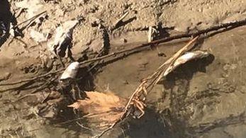 Pesci morti dopo lo scarico nella roggia Luzzaga