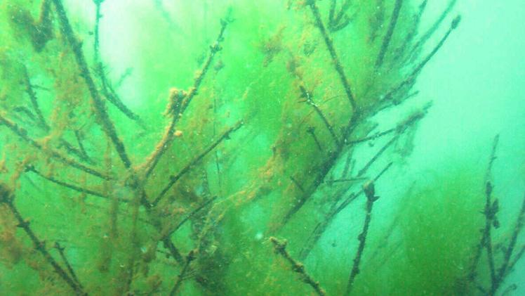 I pini vengono immersi nel lagoEcco la futura «tana» dei persici I sub  impegnati nella posa sui fondali degli ex alberi di Natale