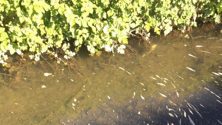 Schiuma e pesci morti in un fosso nella Riserva delle Torbiere
