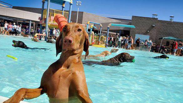 Non solo un’area per lo sgambamento, giochi e percorsi, ma anche una piscina riservata ai cani