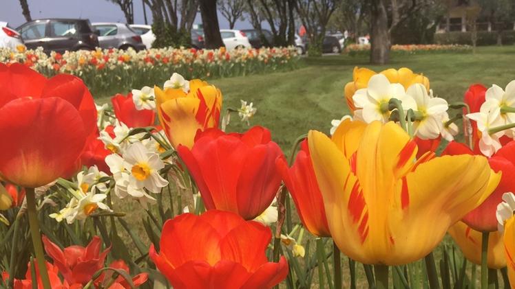 A Sirmione 10 mila tulipani e 23 mila violette nelle aiuole comunali
