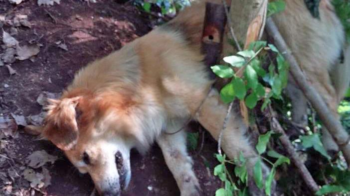 Un povero cagnolino catturato da un laccio a scatto dei bracconieri