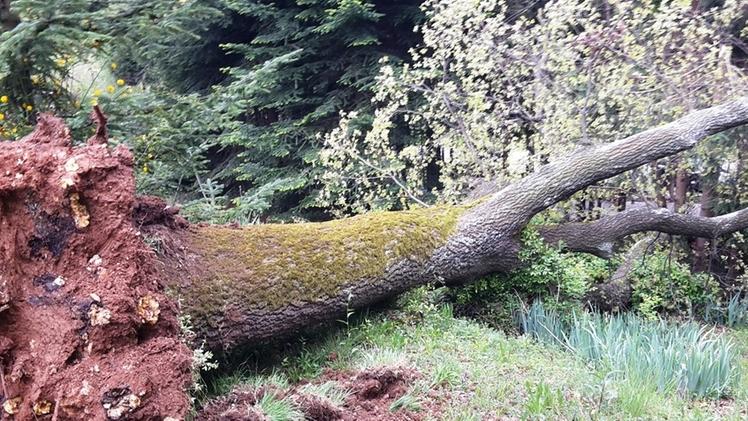 La gigantesca quercia che si è schiantata al suolo a Binzago