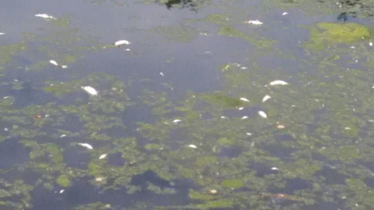 I pesci morti all’altezza del ponte di MezzanePesci morti e l’acqua di un colore innaturale hanno fatto scattare l’allarme