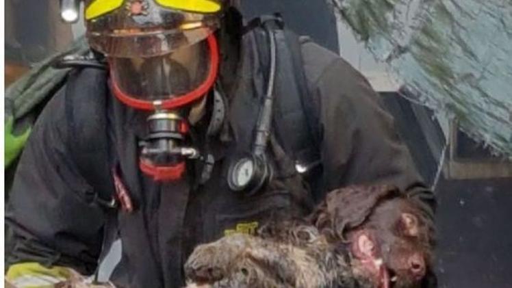 Boom di visualizzazioni per il  video di Tequila  soccorsa  dai pompieri Il cane estratto dalle fiamme 